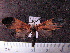  (Correbidia elegans sp. MMZ02 - MMZ0828)  @13 [ ] CreativeCommons - Attribution Non-Commercial (2011) Mauricio M. Zenker Universidade Federal do Parana