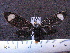 ( - MMZ0838)  @13 [ ] CreativeCommons - Attribution Non-Commercial (2011) Mauricio M. Zenker Universidade Federal do Parana