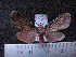  (Melese castrena sp. MMZ02 - MMZ1028)  @13 [ ] CreativeCommons - Attribution Non-Commercial (2011) Mauricio M. Zenker UFPR