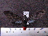  ( - MMZ1036)  @12 [ ] CreativeCommons - Attribution Non-Commercial (2011) Mauricio M. Zenker UFPR