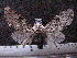  ( - MMZ1043)  @12 [ ] CreativeCommons - Attribution Non-Commercial (2011) Mauricio M. Zenker UFPR