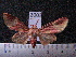  (Trichromia pinon - MMZ1108)  @13 [ ] CreativeCommons - Attribution Non-Commercial (2012) Mauricio M. Zenker UFPR