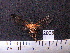  (Cosmosoma cingla - MMZ1064)  @12 [ ] CreativeCommons - Attribution Non-Commercial (2012) Mauricio M. Zenker UFPR