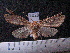  (Lophocampa texta sp. MMZ02 - MMZ1259)  @12 [ ] CreativeCommons - Attribution Non-Commercial (2012) Mauricio M. Zenker UFPR