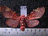  (Melese peruviana - MMZ1199)  @14 [ ] CreativeCommons - Attribution Non-Commercial (2012) Mauricio M. Zenker UFPR