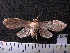  (Lophocampa texta sp. MMZ01 - MMZ1264)  @12 [ ] CreativeCommons - Attribution Non-Commercial (2012) Mauricio M. Zenker UFPR