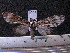  (Eucereon griseata - MMZ1219)  @13 [ ] CreativeCommons - Attribution Non-Commercial (2012) Mauricio M. Zenker UFPR