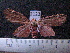  (Melese castrena sp. MMZ01 - MMZ1100)  @13 [ ] CreativeCommons - Attribution Non-Commercial (2012) Mauricio M. Zenker UFPR