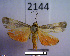  (Illice cryptopygra - MMZ1063)  @13 [ ] CreativeCommons - Attribution Non-Commercial (2012) Mauricio M. Zenker UFPR