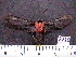  (Cosmosoma auge sp. MMZ02 - MMZ1060)  @12 [ ] CreativeCommons - Attribution Non-Commercial (2012) Mauricio M. Zenker UFPR
