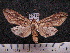  ( - MMZ1095)  @13 [ ] CreativeCommons - Attribution Non-Commercial (2012) Mauricio M. Zenker UFPR