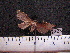  ( - MMZ1306)  @12 [ ] CreativeCommons - Attribution Non-Commercial (2012) Mauricio M. Zenker UFPR