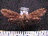  (Leucanopsis fuscosa - MMZ1090)  @14 [ ] CreativeCommons - Attribution Non-Commercial (2012) Mauricio M. Zenker UFPR