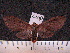  ( - MMZ1316)  @13 [ ] CreativeCommons - Attribution Non-Commercial (2012) Mauricio M. Zenker UFPR
