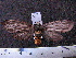  (Pachydota affinis sp. MMZ02 - MMZ0667)  @12 [ ] CreativeCommons - Attribution Non-Commercial (2011) Mauricio M. Zenker Universidade Federal do Parana
