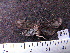  ( - MMZ0668)  @12 [ ] CreativeCommons - Attribution Non-Commercial (2011) Mauricio M. Zenker Universidade Federal do Parana