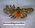 (Illice brunnea sp. MMZ01 - MMZ0856)  @12 [ ] CreativeCommons - Attribution Non-Commercial (2011) Mauricio M. Zenker UFPR