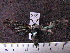  (Macrocneme sp. JAT02 - MMZ0672)  @13 [ ] CreativeCommons - Attribution Non-Commercial (2011) Mauricio M. Zenker Universidade Federal do Parana