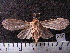  ( - MMZ0857)  @12 [ ] CreativeCommons - Attribution Non-Commercial (2011) Mauricio M. Zenker UFPR
