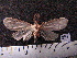  ( - MMZ0957)  @12 [ ] CreativeCommons - Attribution Non-Commercial (2011) Mauricio M. Zenker UFPR