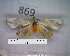  (Illice sp. ML03 - MMZ0897)  @12 [ ] CreativeCommons - Attribution Non-Commercial (2011) Mauricio M. Zenker UFPR