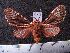  (Rhodorhipha subflammans - MMZ0681)  @13 [ ] CreativeCommons - Attribution Non-Commercial (2011) Mauricio M. Zenker Universidade Federal do Parana