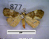  (Illice endoxantha - MMZ0898)  @13 [ ] CreativeCommons - Attribution Non-Commercial (2011) Mauricio M. Zenker UFPR