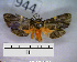  (Illice brunnea sp. MMZ02 - MMZ0859)  @13 [ ] CreativeCommons - Attribution Non-Commercial (2011) Mauricio M. Zenker UFPR