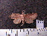  (Melese sp. JAT01 - MMZ0982)  @12 [ ] CreativeCommons - Attribution Non-Commercial (2011) Mauricio M. Zenker UFPR
