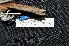  ( - LGR-075.2)  @11 [ ] CreativeCommons  Attribution Non-Commercial Share-Alike (2111) Hidayat Hashari Indonesian Institute of Sciences, Museum Zoologicum Bogoriense
