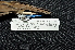  ( - LGR-154.2)  @11 [ ] CreativeCommons  Attribution Non-Commercial Share-Alike (2081) Hidayat Hashari Indonesian Institute of Sciences, Museum Zoologicum Bogoriense