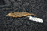  (Paradisaeidae - LGR-157.2)  @11 [ ] CreativeCommons  Attribution Non-Commercial Share-Alike (2096) Hidayat Hashari Indonesian Institute of Sciences, Museum Zoologicum Bogoriense