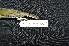  (Meliphaga aruensis - LGR-113.2)  @11 [ ] CreativeCommons  Attribution Non-Commercial Share-Alike (2111) Hidayat Hashari Indonesian Institute of Sciences, Museum Zoologicum Bogoriense