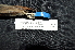  ( - LGR-138.2)  @11 [ ] CreativeCommons  Attribution Non-Commercial Share-Alike (2083) Hidayat Hashari Indonesian Institute of Sciences, Museum Zoologicum Bogoriense