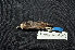  ( - LGR-138.2)  @11 [ ] CreativeCommons  Attribution Non-Commercial Share-Alike (2084) Hidayat Hashari Indonesian Institute of Sciences, Museum Zoologicum Bogoriense