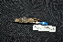  ( - LGR-125.2)  @11 [ ] CreativeCommons  Attribution Non-Commercial Share-Alike (2111) Hidayat Hashari Indonesian Institute of Sciences, Museum Zoologicum Bogoriense