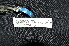  ( - LGR-108.2)  @11 [ ] CreativeCommons  Attribution Non-Commercial Share-Alike (2103) Hidayat Hashari Indonesian Institute of Sciences, Museum Zoologicum Bogoriense