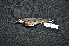  (Cinclosomatidae - LGR-059.2)  @11 [ ] CreativeCommons  Attribution Non-Commercial Share-Alike (2062) Hidayat Hashari Indonesian Institute of Sciences, Museum Zoologicum Bogoriense