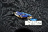 ( - LGR-067.2)  @11 [ ] CreativeCommons  Attribution Non-Commercial Share-Alike (2033) Hidayat Hashari Indonesian Institute of Sciences, Museum Zoologicum Bogoriense