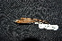  (Arses - LGR-022.2)  @11 [ ] CreativeCommons  Attribution Non-Commercial Share-Alike (2027) Hidayat Hashari Indonesian Institute of Sciences, Museum Zoologicum Bogoriense