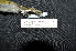  ( - LGR-007.2)  @11 [ ] CreativeCommons  Attribution Non-Commercial Share-Alike (2111) Hidayat Hashari Indonesian Institute of Sciences, Museum Zoologicum Bogoriense