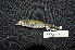  (Meliphaga gracilis - LGR-007.2)  @11 [ ] CreativeCommons  Attribution Non-Commercial Share-Alike (2111) Hidayat Hashari Indonesian Institute of Sciences, Museum Zoologicum Bogoriense