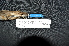  ( - LGR-054.2)  @11 [ ] CreativeCommons  Attribution Non-Commercial Share-Alike (2089) Hidayat Hashari Indonesian Institute of Sciences, Museum Zoologicum Bogoriense