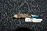  ( - LGR-054.2)  @11 [ ] CreativeCommons  Attribution Non-Commercial Share-Alike (2090) Hidayat Hashari Indonesian Institute of Sciences, Museum Zoologicum Bogoriense