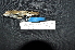  ( - LGR-013.2)  @11 [ ] CreativeCommons  Attribution Non-Commercial Share-Alike (2097) Hidayat Hashari Indonesian Institute of Sciences, Museum Zoologicum Bogoriense