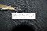  ( - LGR-011.2)  @11 [ ] CreativeCommons  Attribution Non-Commercial Share-Alike (2101) Hidayat Hashari Indonesian Institute of Sciences, Museum Zoologicum Bogoriense