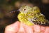  ( - LGR-020.2)  @11 [ ] CreativeCommons  Attribution Non-Commercial Share-Alike (2014) Hidayat Hashari Indonesian Institute of Sciences, Museum Zoologicum Bogoriense