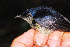  ( - LGR-044.2)  @11 [ ] CreativeCommons  Attribution Non-Commercial Share-Alike (2014) Hidayat Hashari Indonesian Institute of Sciences, Museum Zoologicum Bogoriense