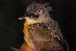  ( - LGR-146.2)  @11 [ ] CreativeCommons  Attribution Non-Commercial Share-Alike (2014) Hidayat Hashari Indonesian Institute of Sciences, Museum Zoologicum Bogoriense