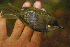  ( - LGR-160.2)  @11 [ ] CreativeCommons  Attribution Non-Commercial Share-Alike (2014) Hidayat Hashari Indonesian Institute of Sciences, Museum Zoologicum Bogoriense